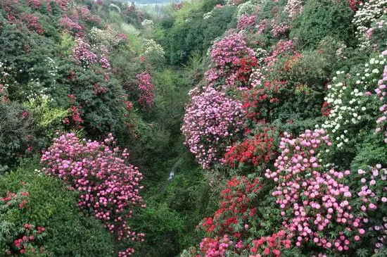 高山杜鹃一年开几次花