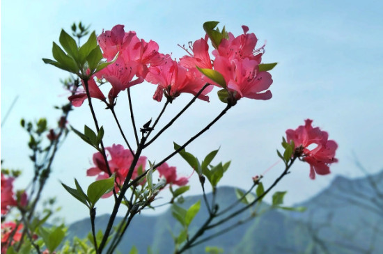 杜鹃花在几点开放