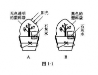 植物是否需要呼吸?