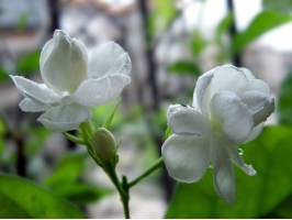 茉莉花花期：7月～8月为盛花期