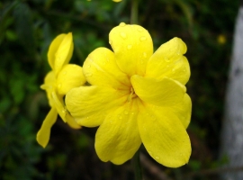 迎春花是什么颜色：黄色花瓣,花心红色