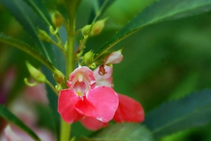 凤仙花花语：怀念过去,不要碰我