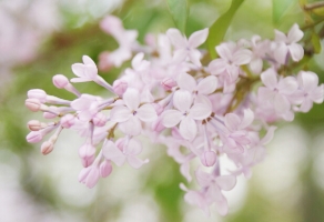 丁香花花语：惹人怜爱,忧愁思念