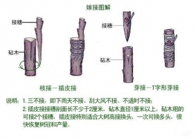 常用的嫁接方法有哪些