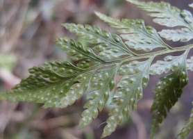 怎样栽培大叶骨碎补：放置散射光处