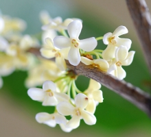 盆栽桂花为什么不易开花