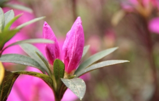 杜鹃花的花苞为何变成了叶片