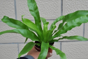 蕨类植物可以从野外移栽吗