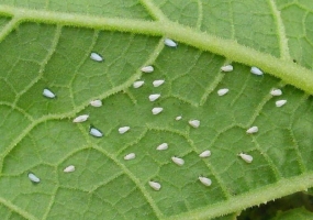 怎样防治白粉虱