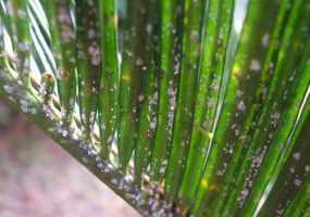 怎样防治介壳虫