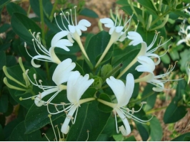 金银花种植技术：盆栽金银花种植技术：金银花种植