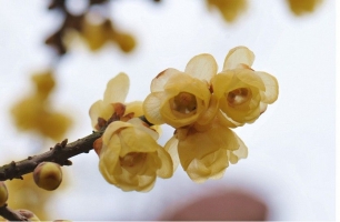 怎样使盆栽腊梅多开花