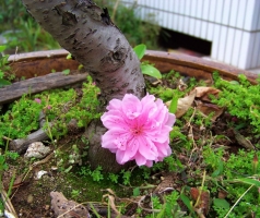 怎样使盆栽桃花在元旦准时开放