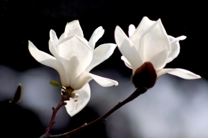 怎样使玉兰花花繁树壮