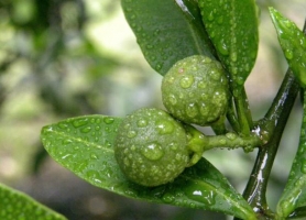 怎样让代代花果同存