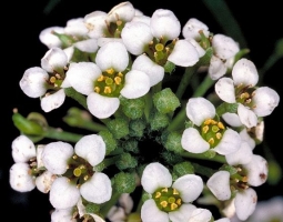 香雪球的种植方法：夏季需多浇水