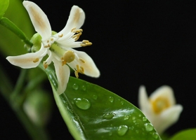 怎样使代代不落花、不落果