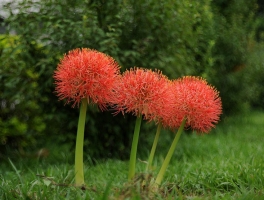 怎样养好网球花