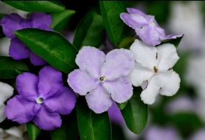 怎样使鸳鸯茉莉开花繁茂