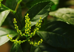 珠兰叶片与茎节发黑脱落怎么办