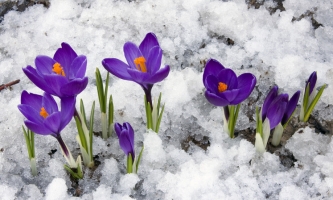 番红花种植