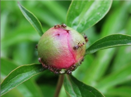 芍药花蕾为何会凋萎