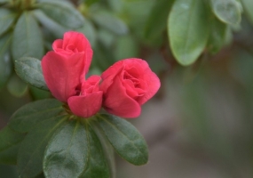 怎样让杜鹃花在春节开花