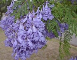 蓝花楹花期：花期长,雅而不俗