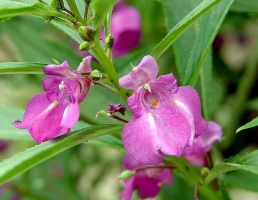 凤仙花花期：花期长,花开灿烂无比