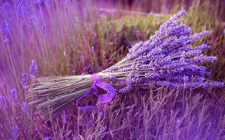 薰衣草花期：花期长,花朵秀色迷人