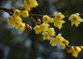 腊梅花期：花期长,花浓香扑鼻