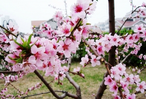 桃花花期多长：花期短,花色艳丽迷人