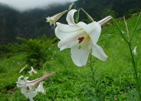 百合花的花期：春末初夏观赏最佳