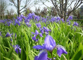 蝴蝶花怎么养：关于蝴蝶花水培土培的养殖方法