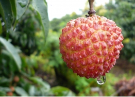 荔枝产地：产地不同风味各异