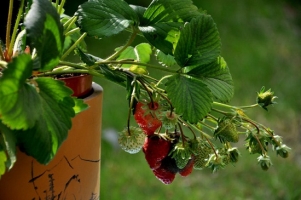 盆栽草莓怎样种植：苗期注意浇水，除虫、草