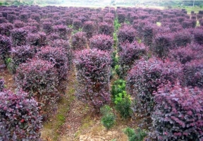 红花继木的价格：成年植株价格按球茎计算,球茎越大价格就越高