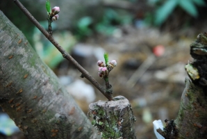 桃树如何嫁接：介绍桃树嫁接几种方法及相关注意的事项