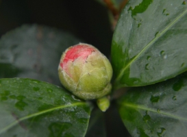 茶花开花的时间：南方一般在3～4月；北方天气较冷，花期可能推迟