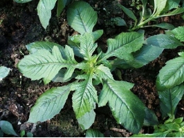 菊花脑是什么：指菊科茼蒿属草本野菊花的近缘植物