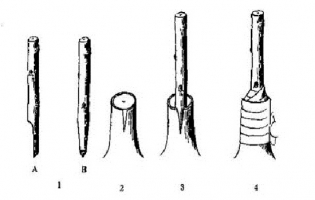 板栗苗如何嫁接：板栗苗的嫁接技术详解（附图）