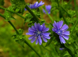 菊苣是什么：菊科菊苣属多年生草本植物,可药食两用