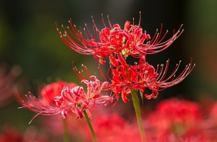 石蒜花的种植方法：喜温暖、湿润的环境，忌暴晒