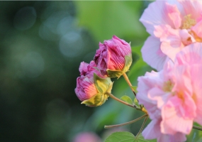 木芙蓉怎样养护：喜温暖湿润气候,不耐寒