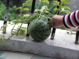 盆栽西瓜的种植方法：手把手教你在家种植西瓜