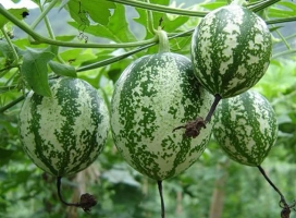 吊瓜的种植技术：大田种植吊瓜技术详解