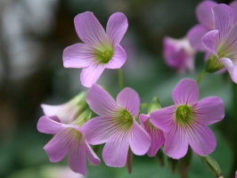 红花酢浆草的花期：花期在每年的10月至次年2-3月份