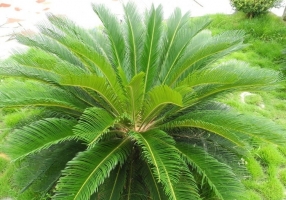 苏铁是什么植物：属裸子植物，是世界上最古老的种子植物