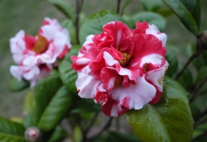 茶梅和茶花的区别：茶花花大叶也大，茶梅花小叶也小