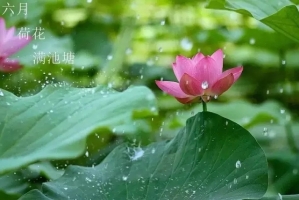 这些花都在六月开放！喜欢赏花的你千万别错过！